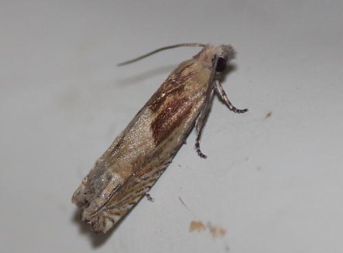 Réf. 267 859 : Eucosma sp.